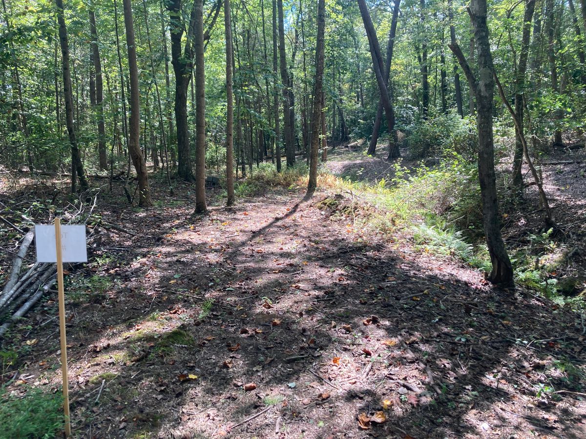 Tee #5: Basket straight ahead but several trees guard the straight shot.