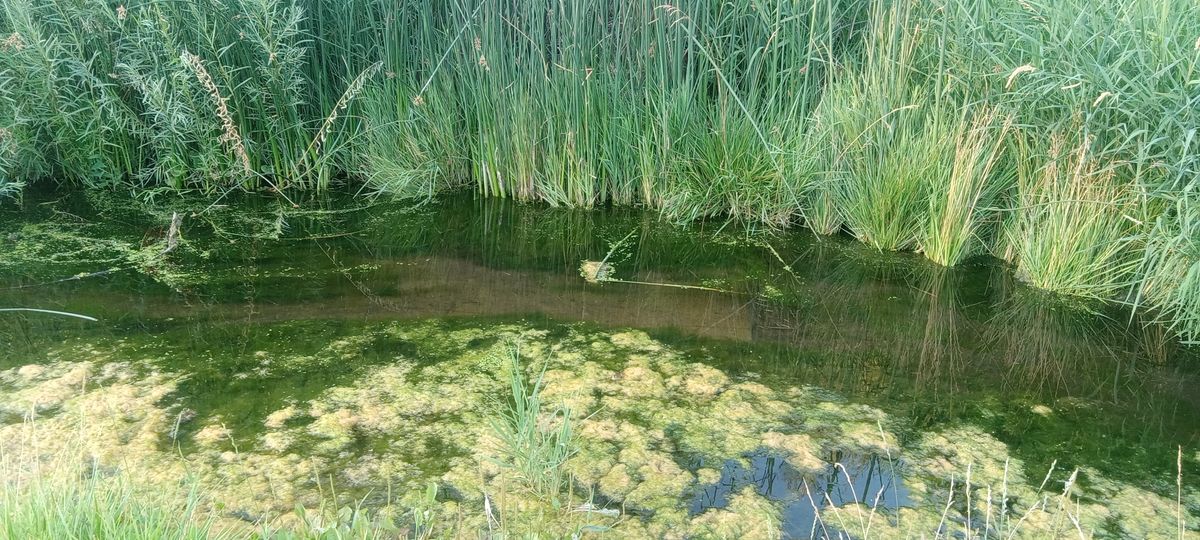 The tee pad for hole 7 is in a pond lol