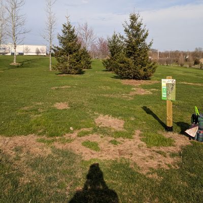 Hole #6 fairway, straight through the trees, over the trees or forehand to the left.