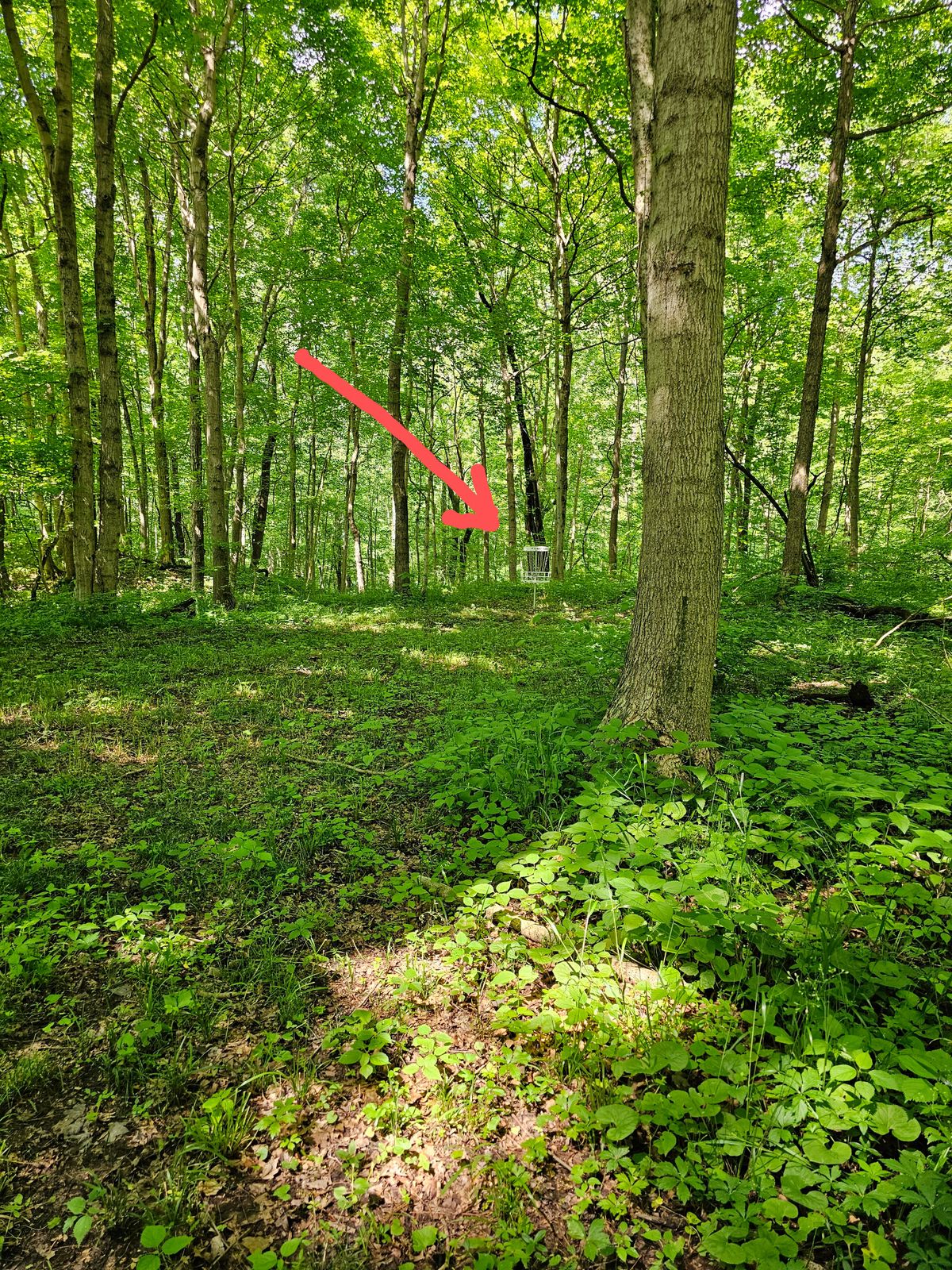 Hole 10 basket
