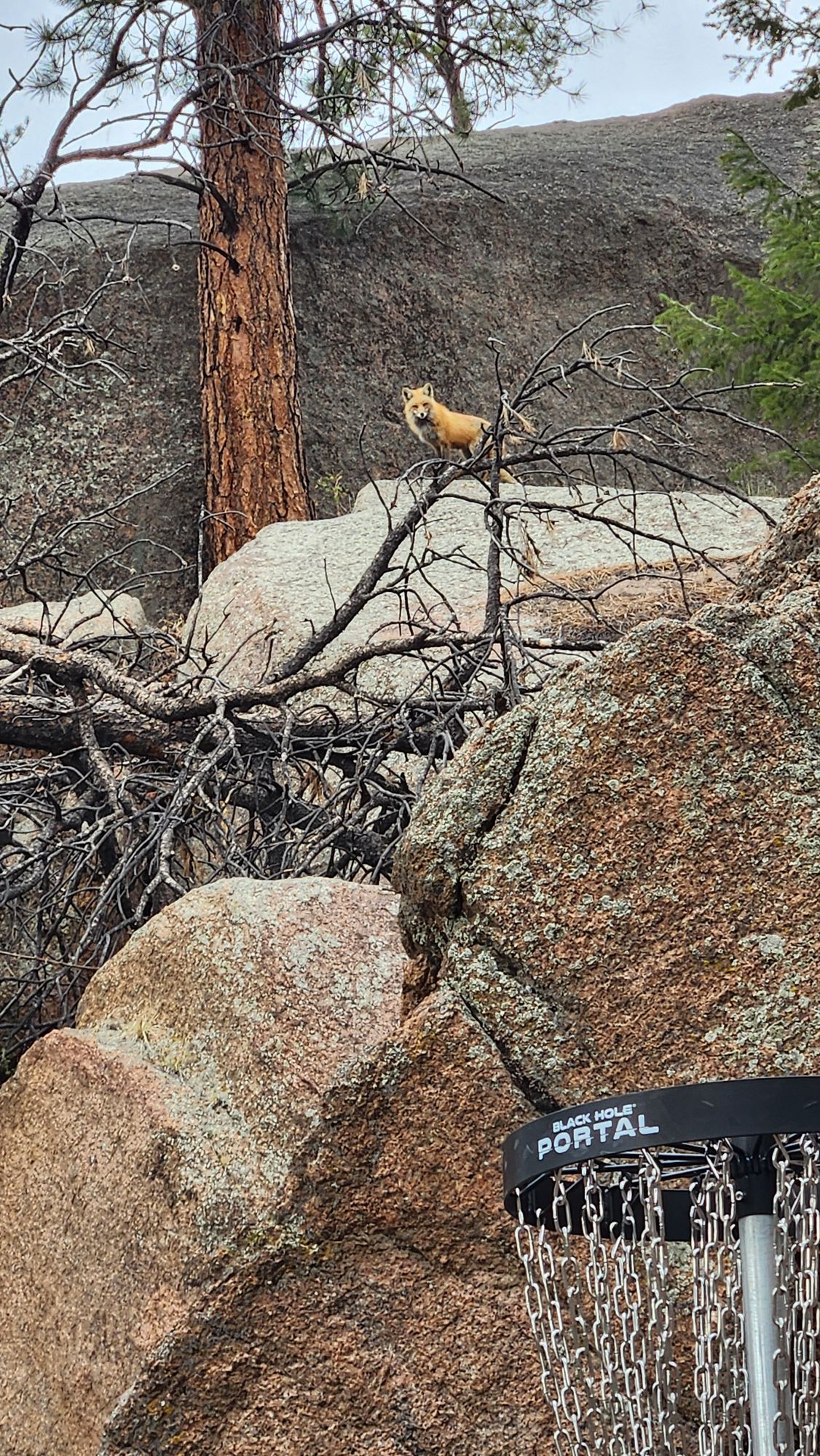 A polite spectator anticipates my birdie putt