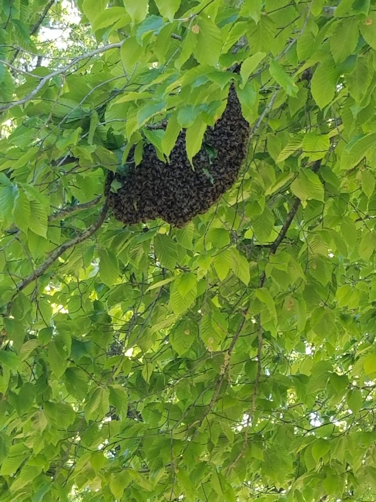 Bee hive by hole 4