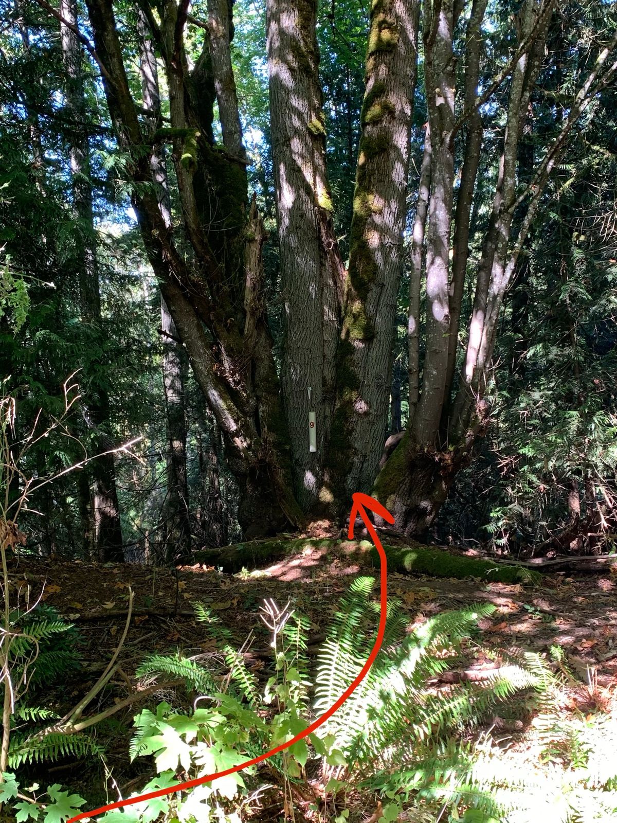 Hole 9, Part 2: Bank Shot