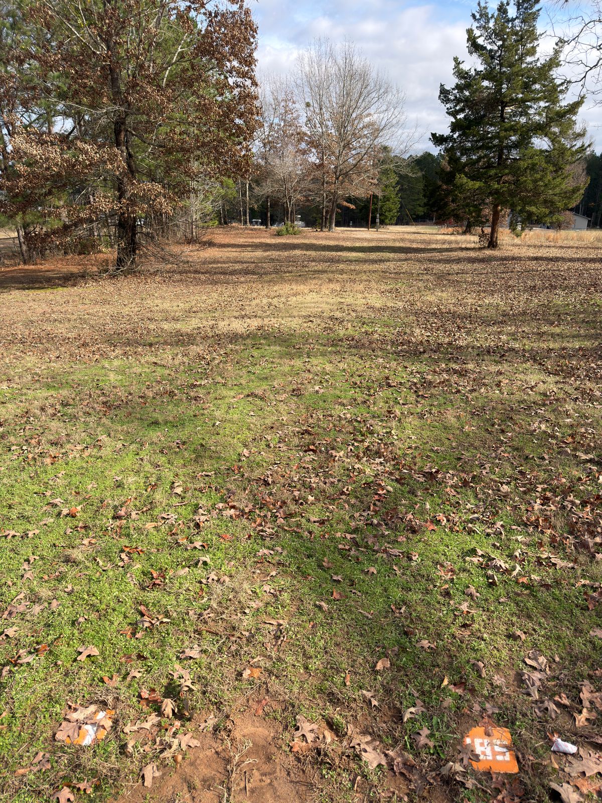 Hole 8, basket straight ahead in a group of trees