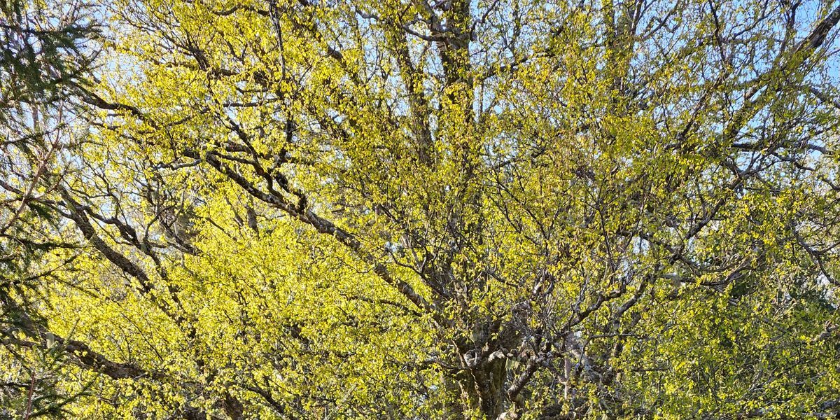 Avslutningsturnering på Haukåsen