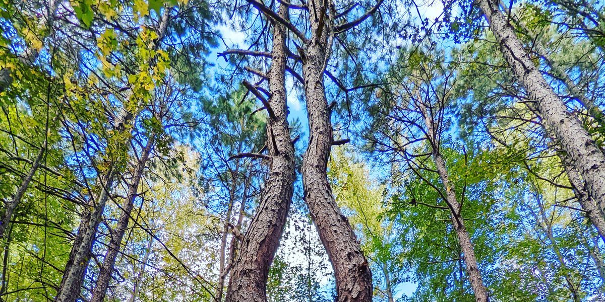 2nd Annual BlackBerry Pines Masters Cup