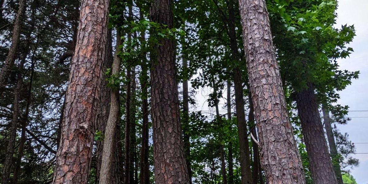 BADG Membership Drive - 2 Disc Challenge