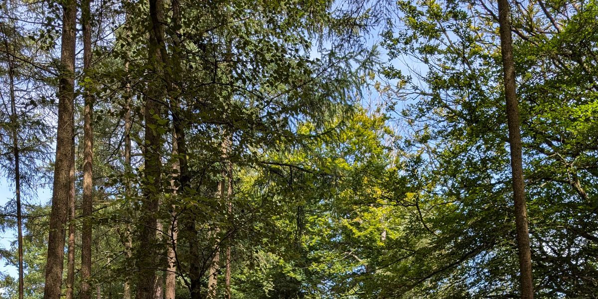 Exit 3 Hindleap - Southern Disc Golf Roundabout Tour