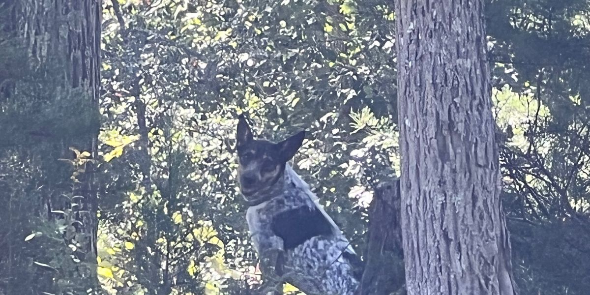 Dark Hollow Disc Golf