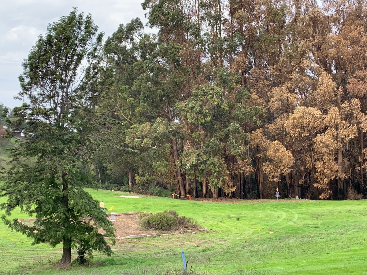 Hole 7 short peaks around the tree from its bushy square island. Blue long on the edge of the valley