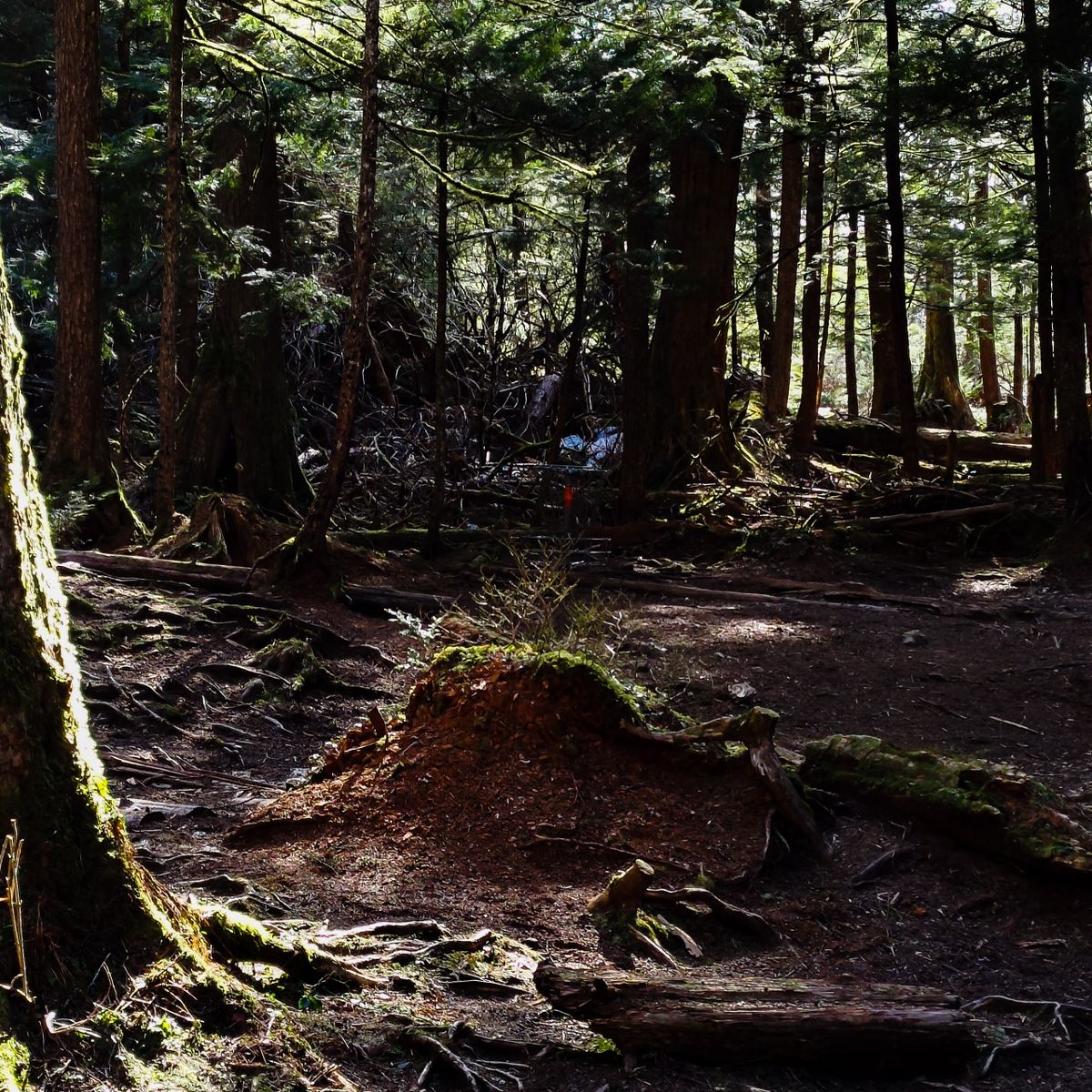 Basket for 8, all layouts, early Spring.