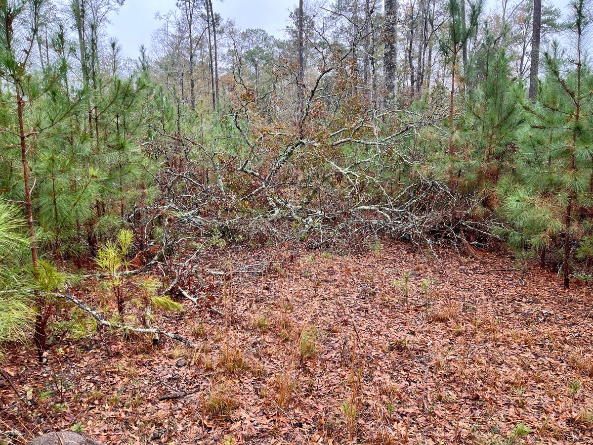 Hole 9 tee (tree blocking fairway)