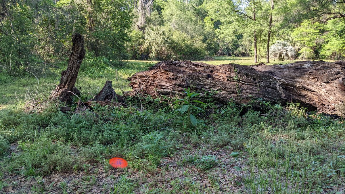 This ancient tree blocks almost the whole fairway. Basket #10.