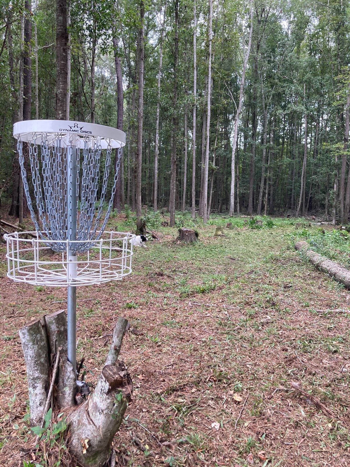 Hole 11 pin looking back to white tee pad.