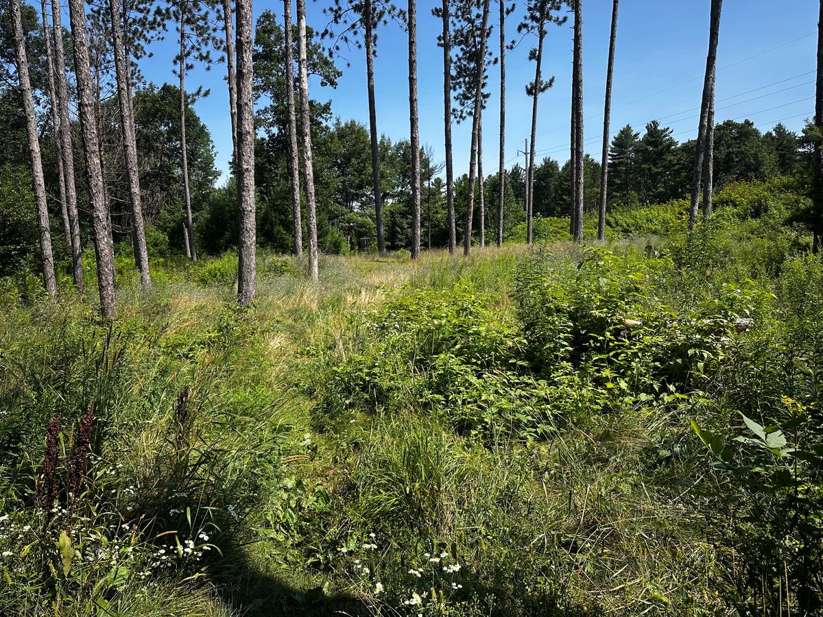 Jungle