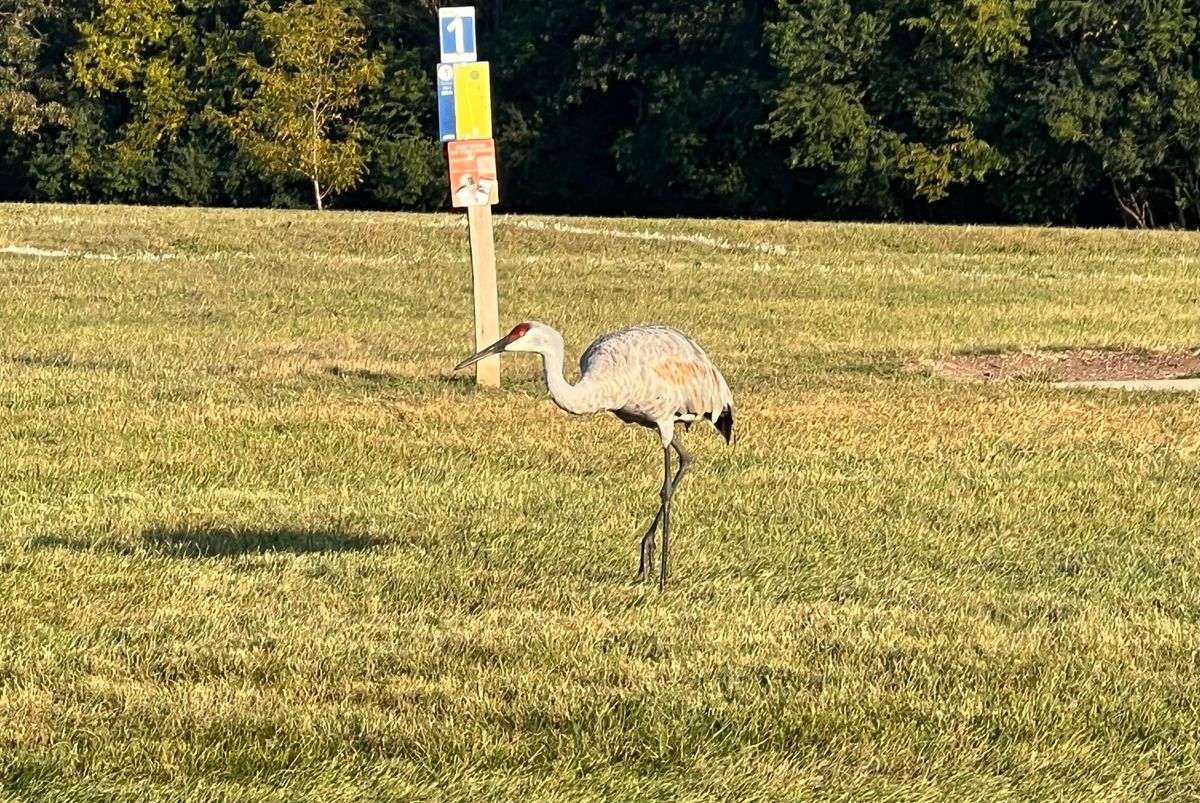 Sandhill crane by hole 1 teepad