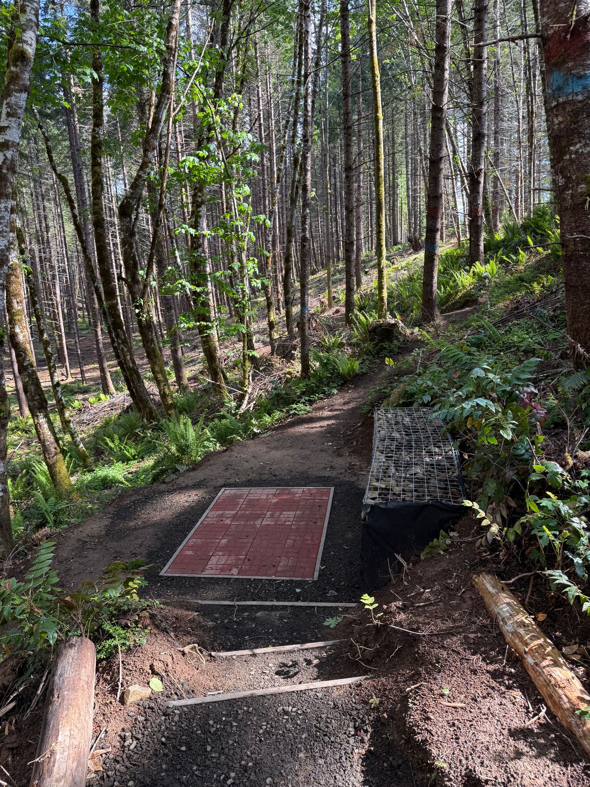 New teepads and path to explore.