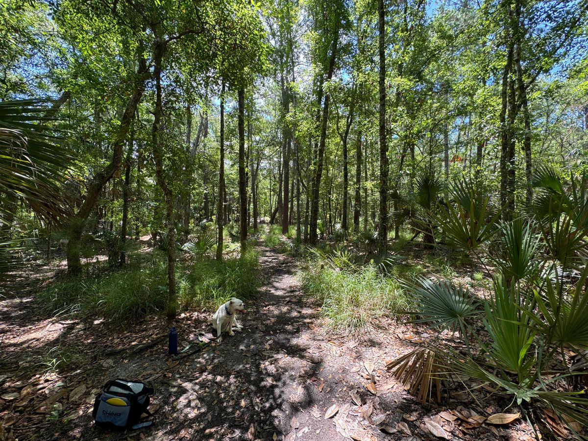 The view of basket 6 from the tee. It’s up a small hill and fairly obscured from view.