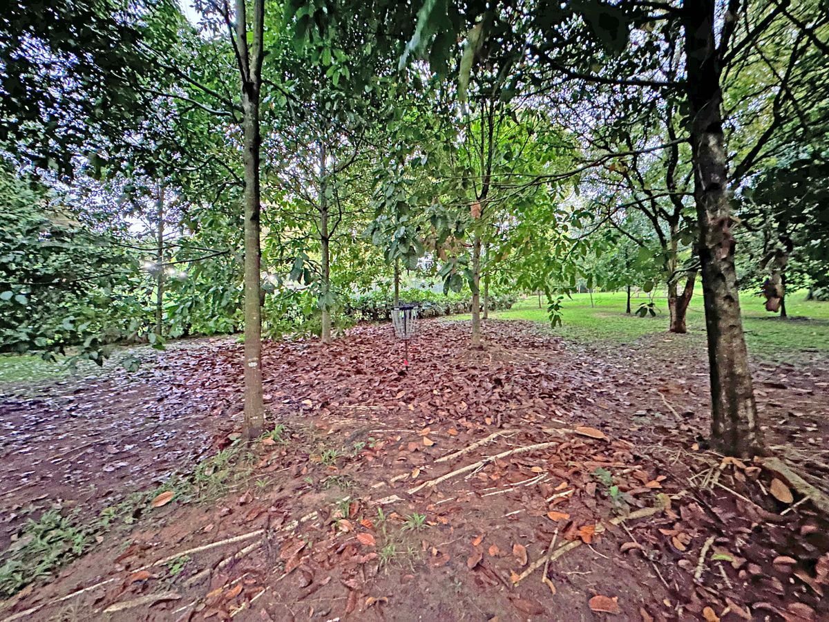Hole 13 Basket
