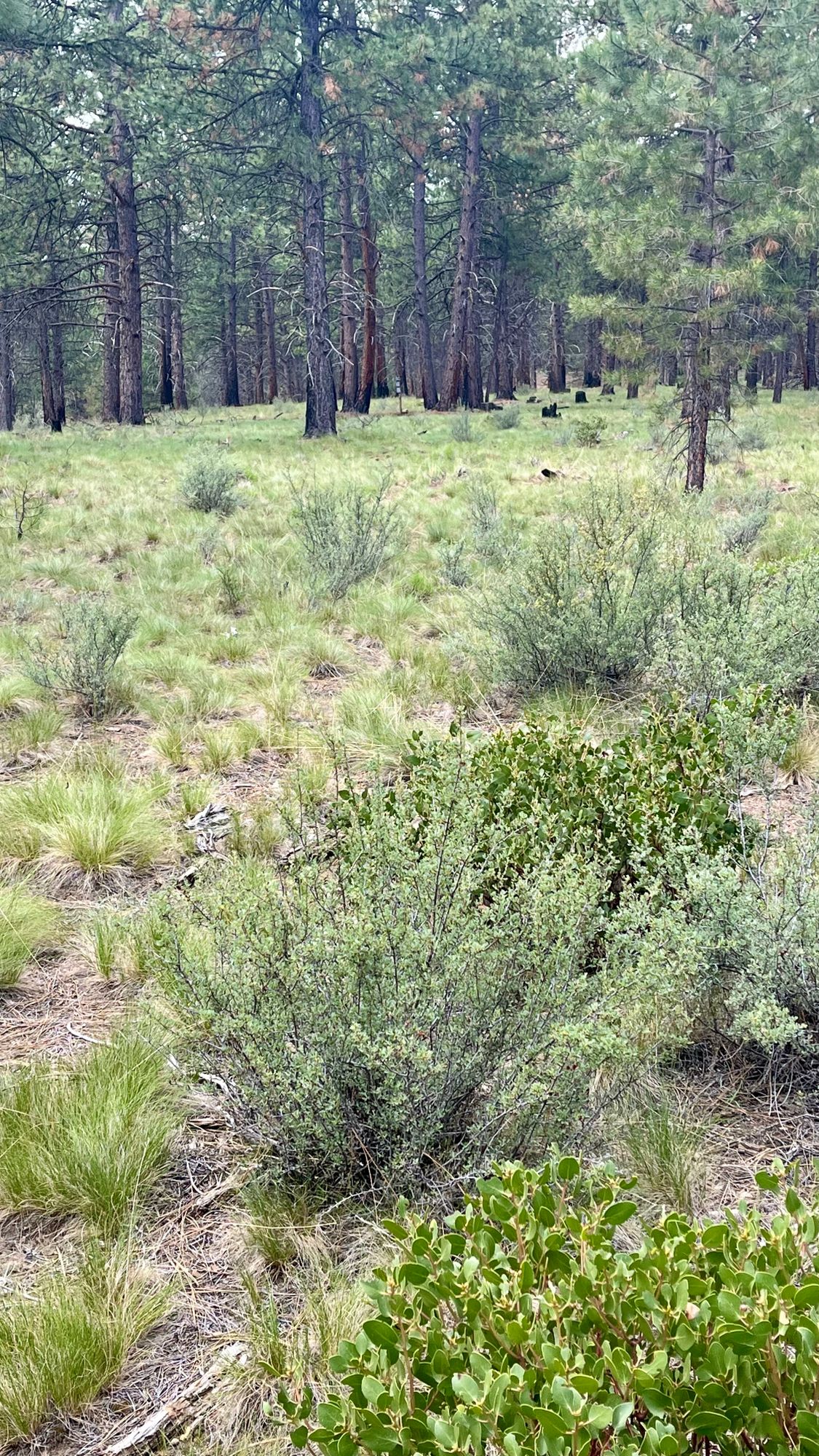 Approach on hole 15