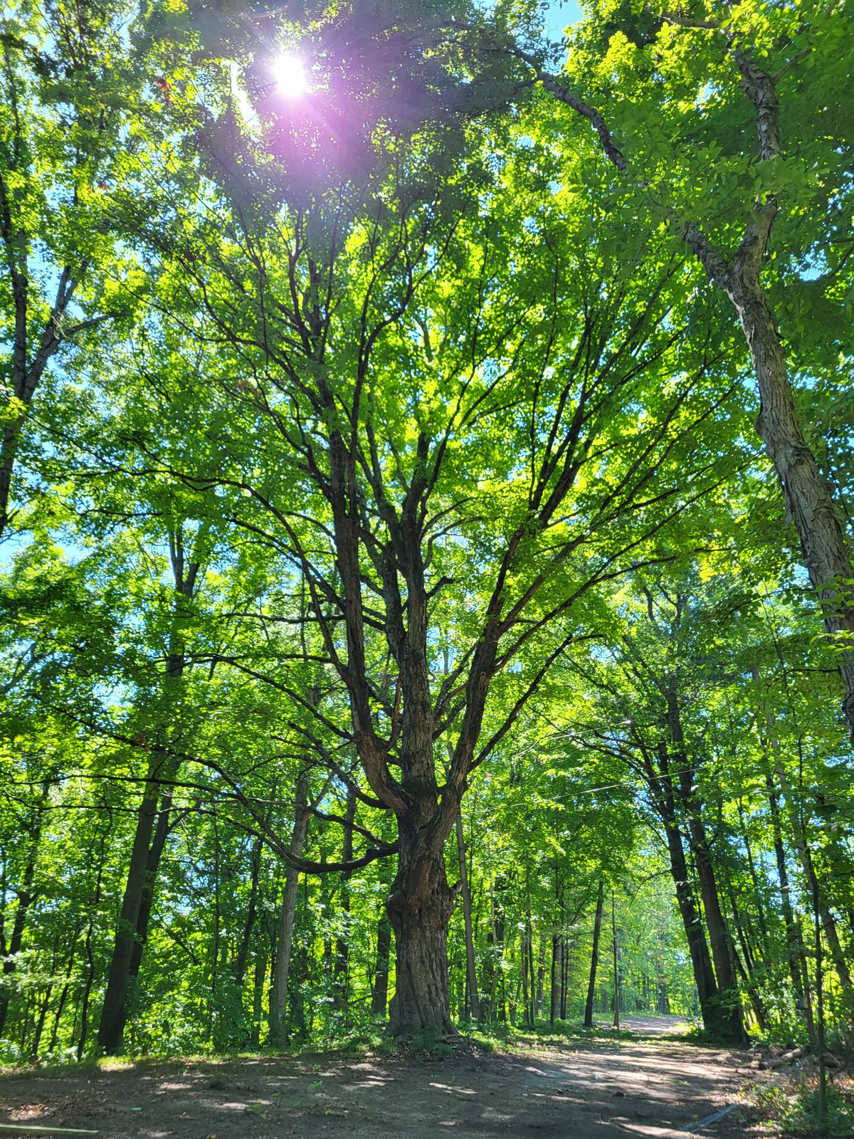 Our favorite tree on MRB, it is a huge shugar maple on hole 10, between the tees.