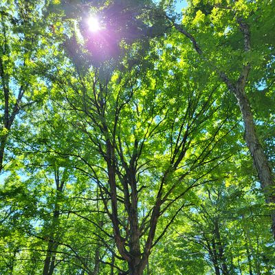 Our favorite tree on MRB, it is a huge shugar maple on hole 10, between the tees.