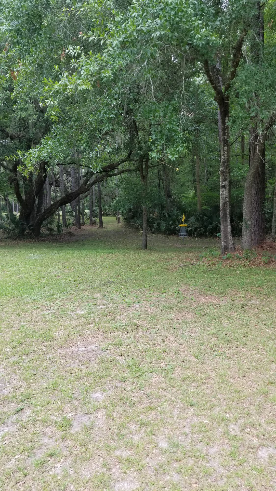 Hole 1 basket approach; a small grove of trees make the approach a little technical.