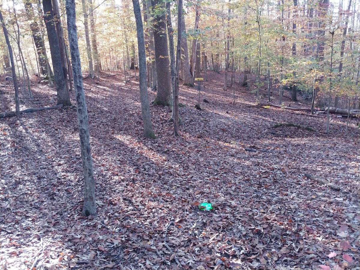 Lots of leaves