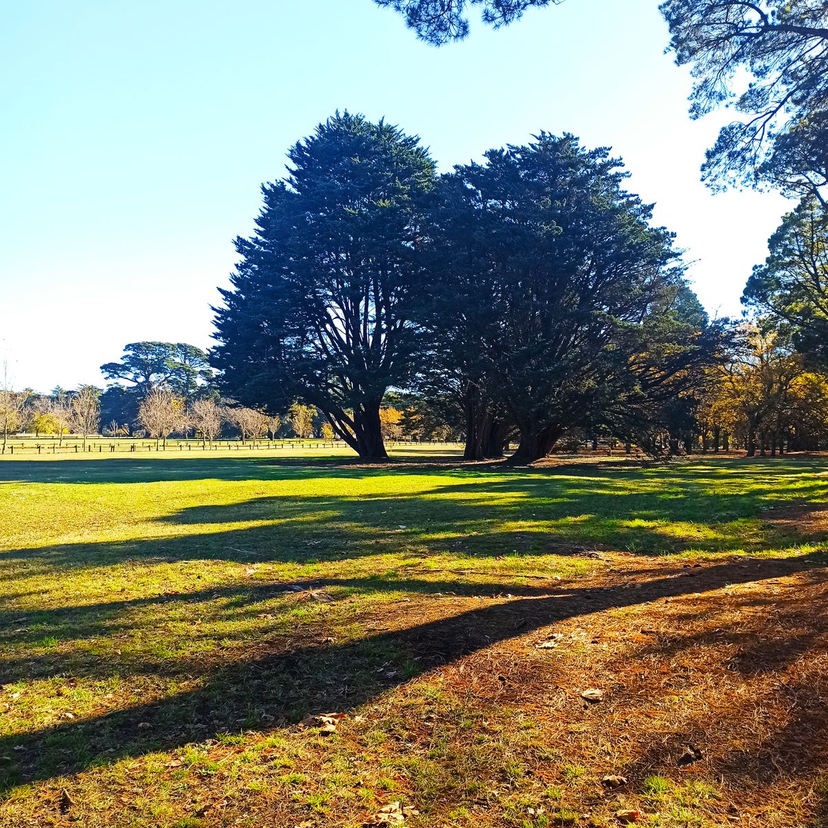 Hole 17- Forehand hyzer line around the tree or a RHBH straight through the gap