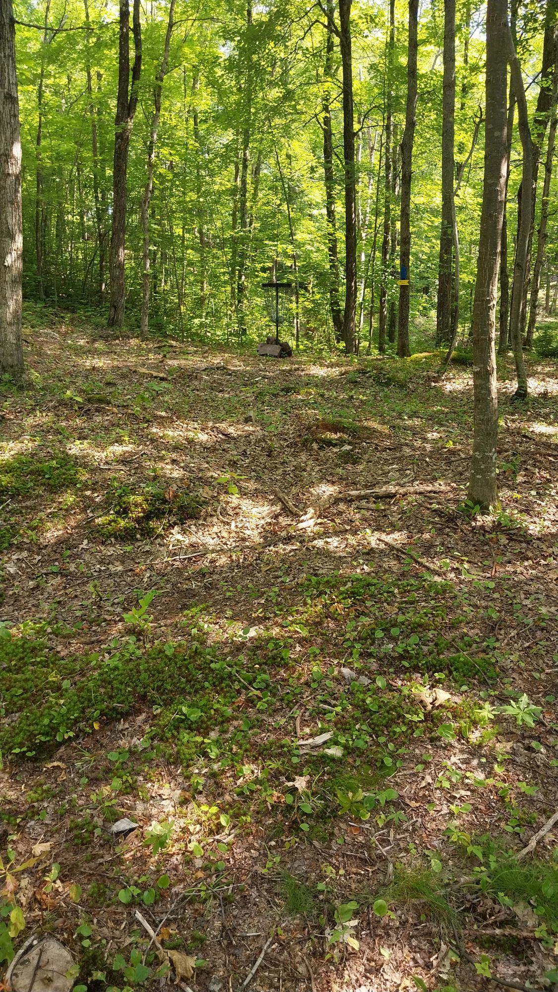 Hole 12 short