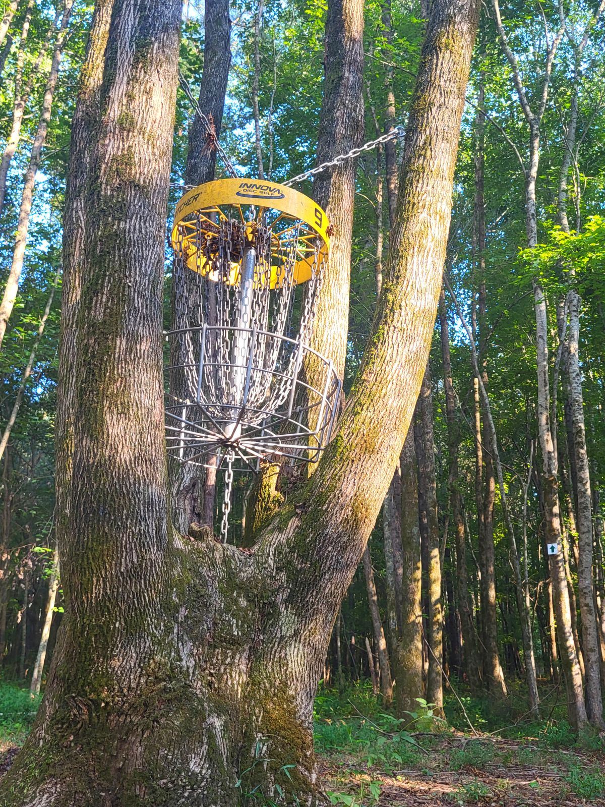 Basket in a tree was pretty cool. August 2023