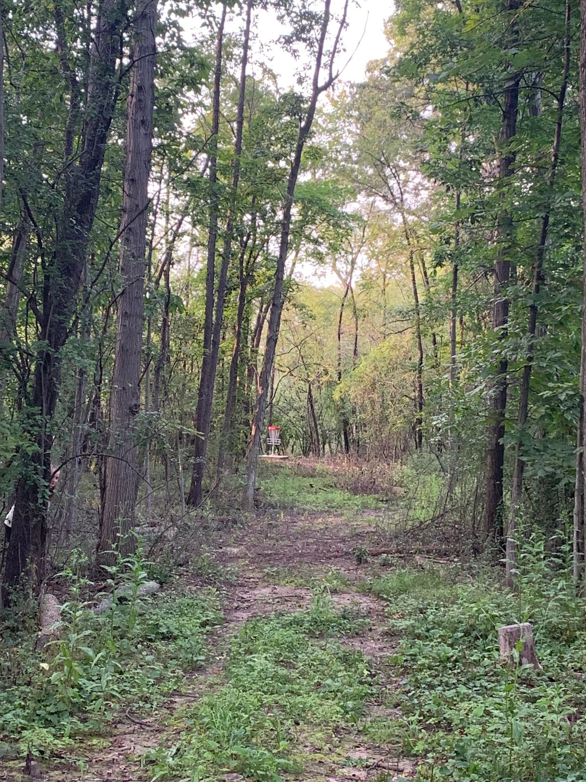 Fresh wooded fairway
