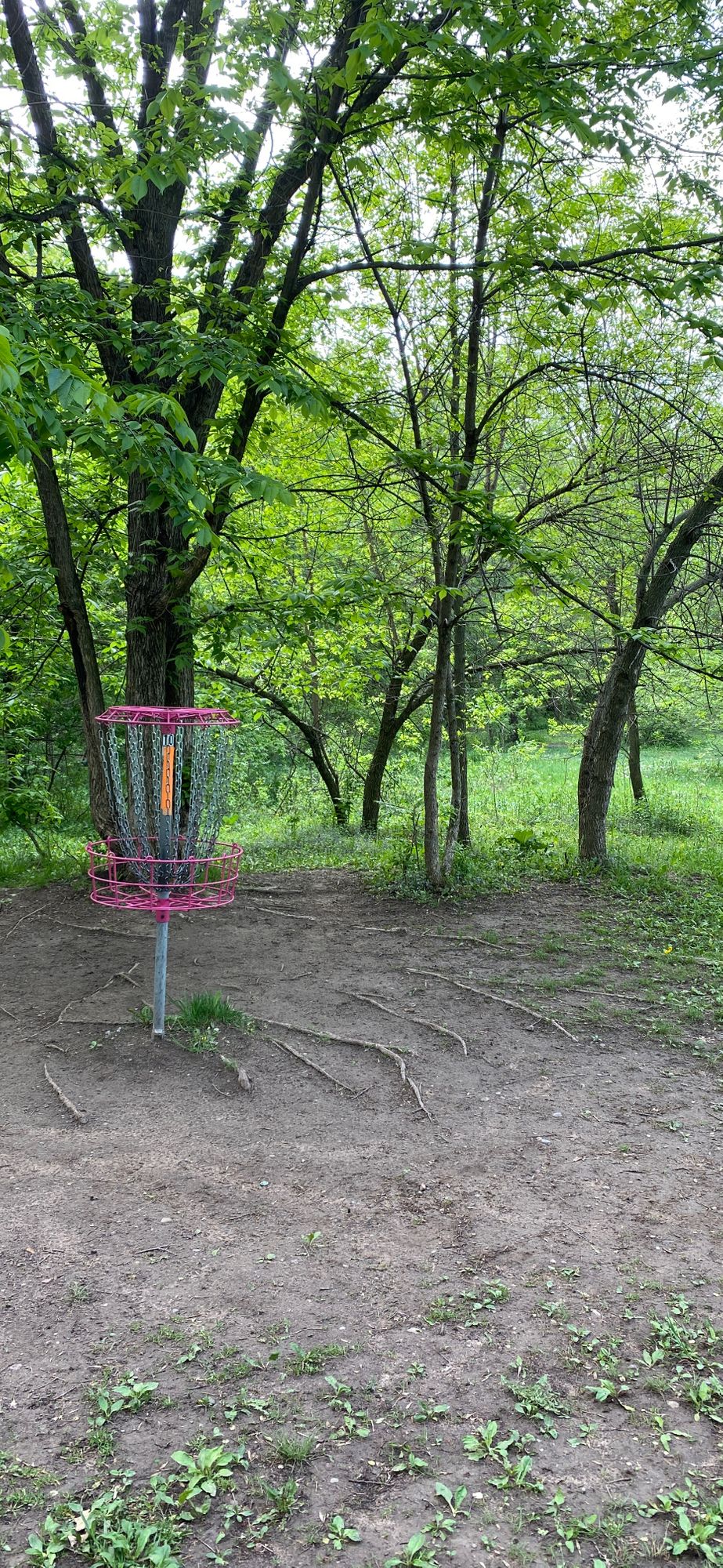 Lost PINK ZEUS deep just right on hole #10
Name & number on disc