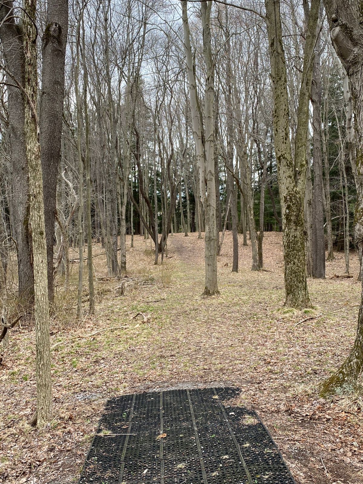 Hole 7 tee