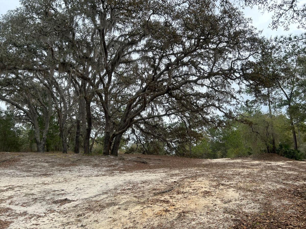 Halfway up hole #12 where the Ocala highschoolers partied in the 70's.  They learned about the spirit of the tree.