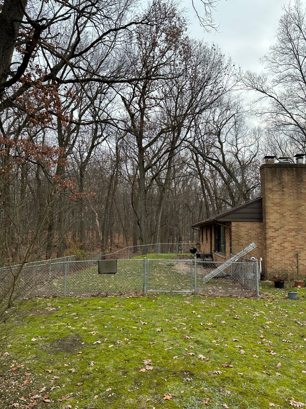 The Dirty Dog Park