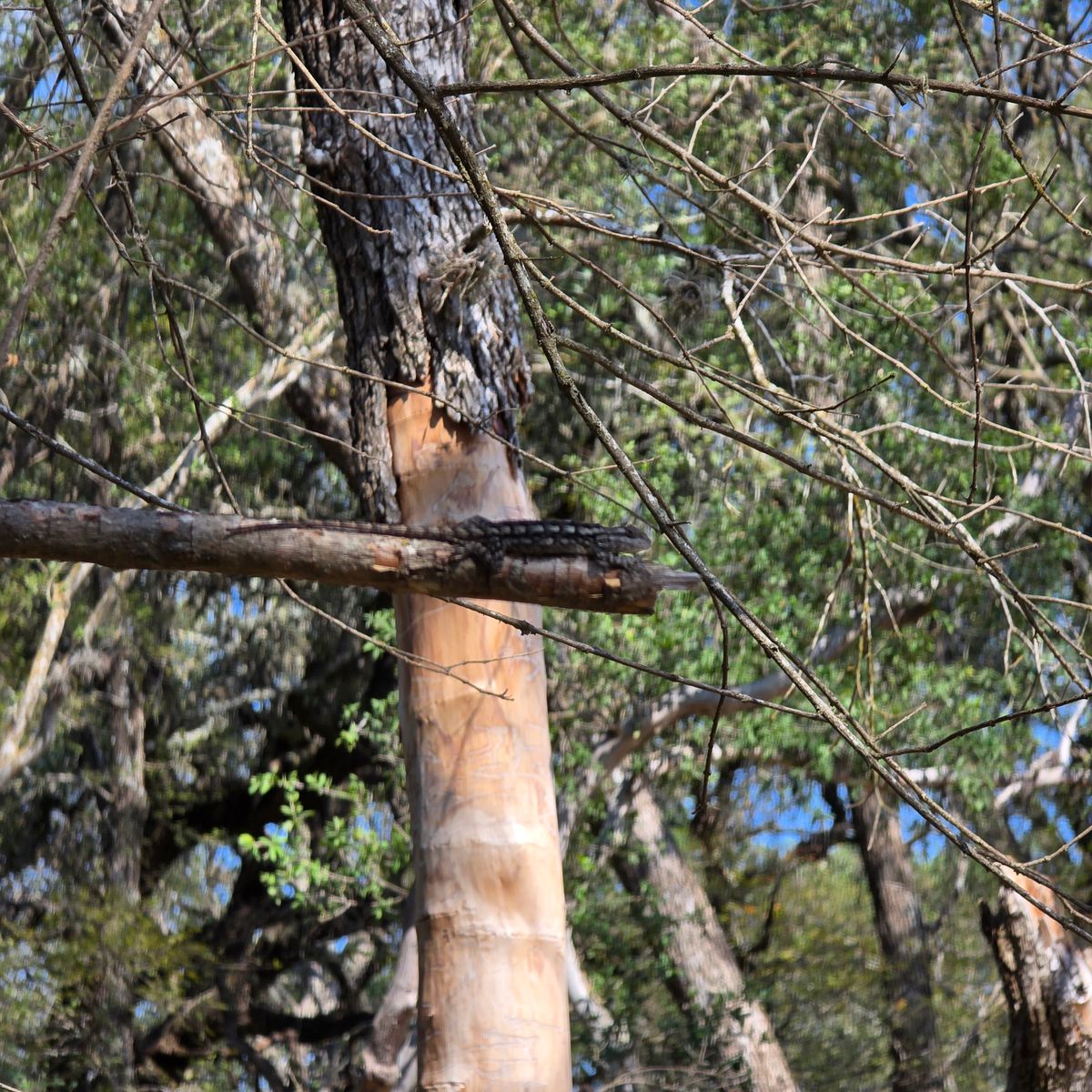 Local spectator elevated vie