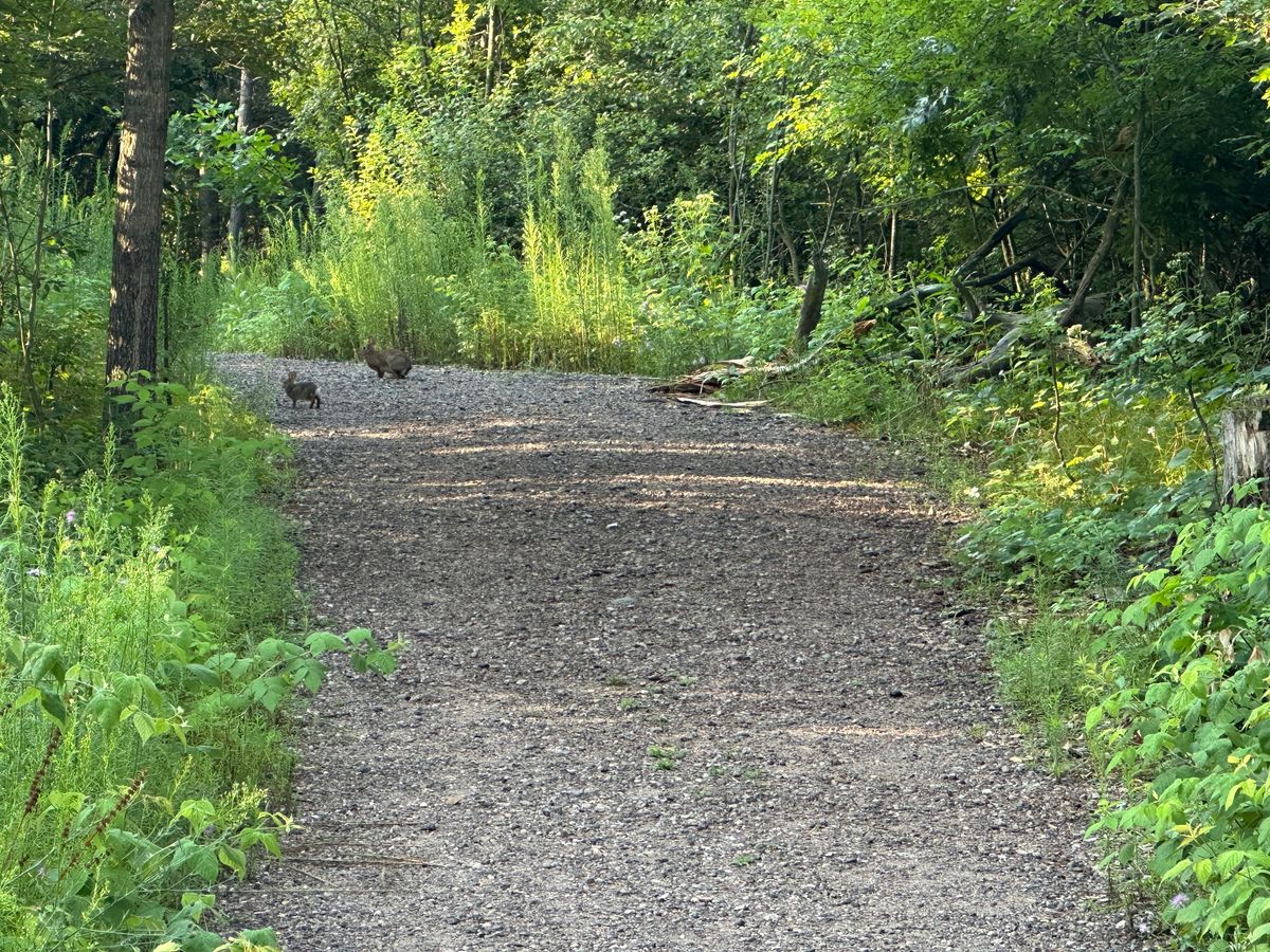 You’ll likely see bunnies!