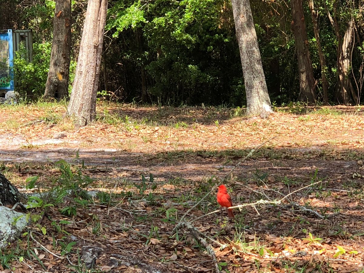 Bird