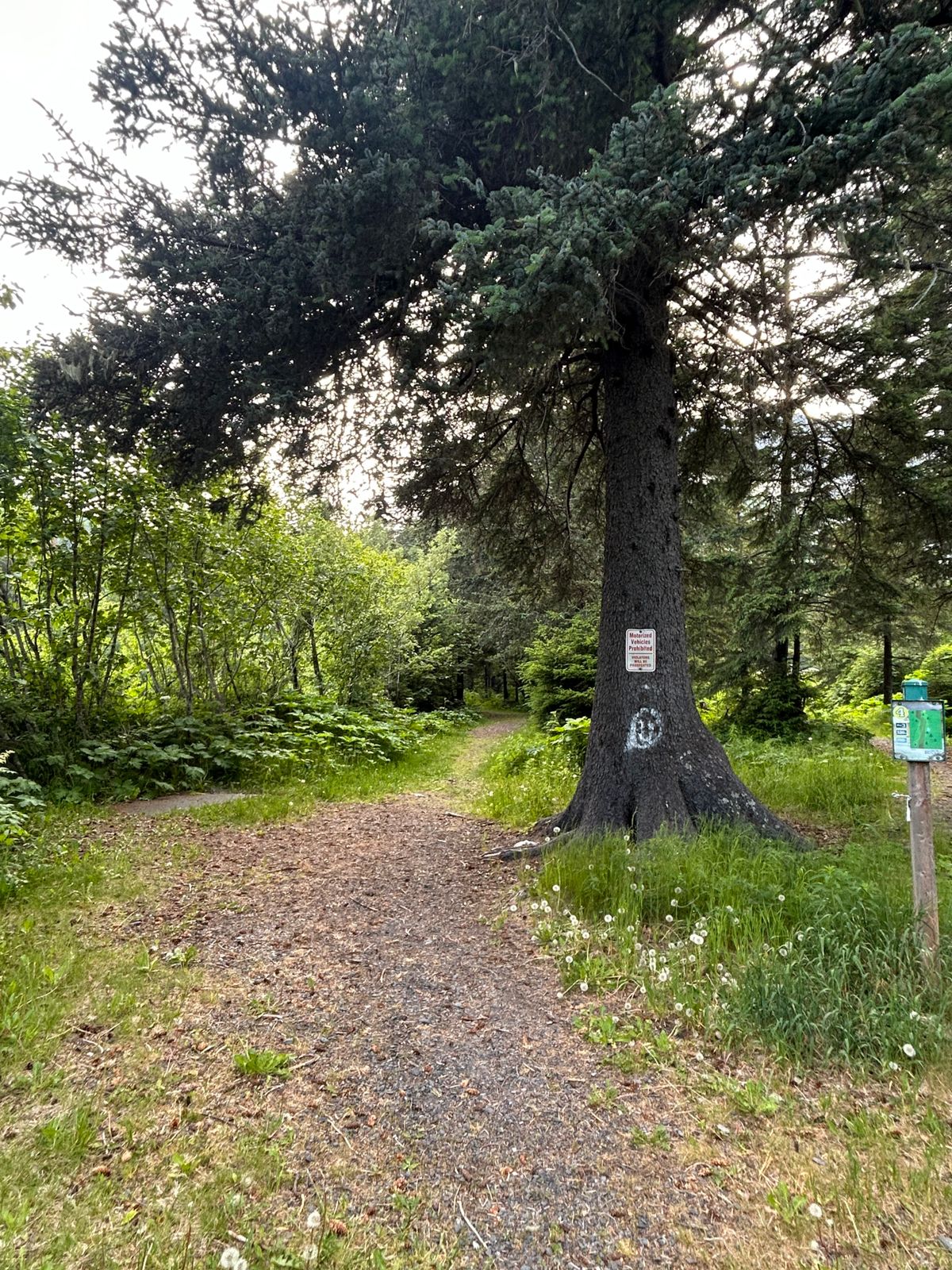 Hole 4s teepad and fairway, a very tough RHBH hyzer through a tight tunnel