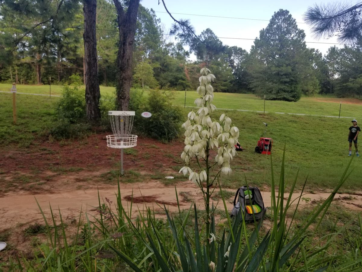 Basket on #8