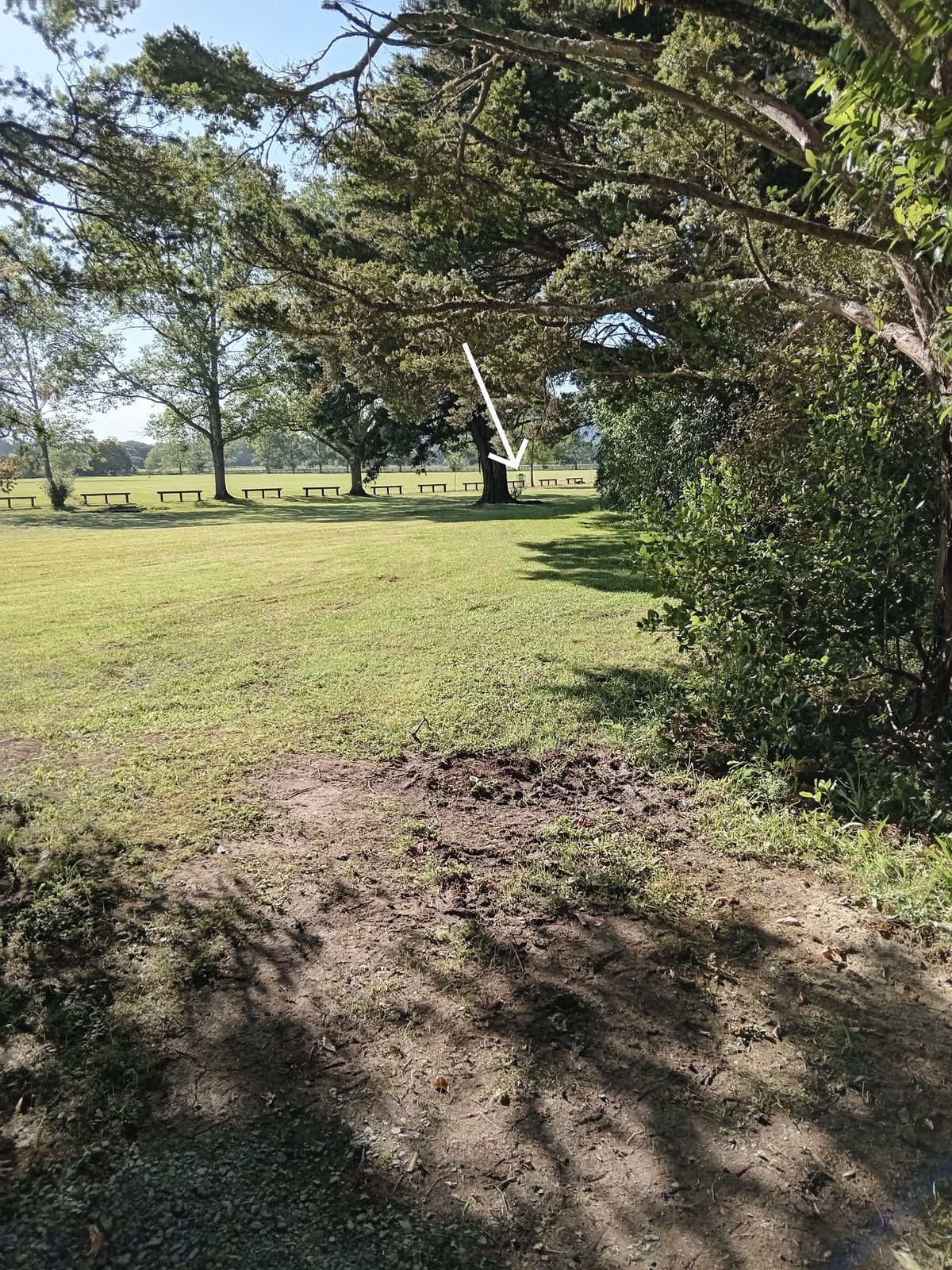 Hole 2, basket peering out from behind a tree
