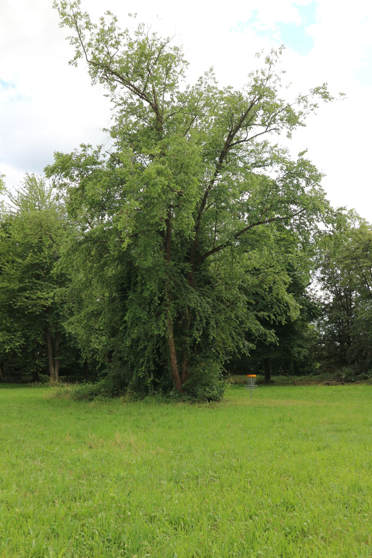 Basket from hole 14