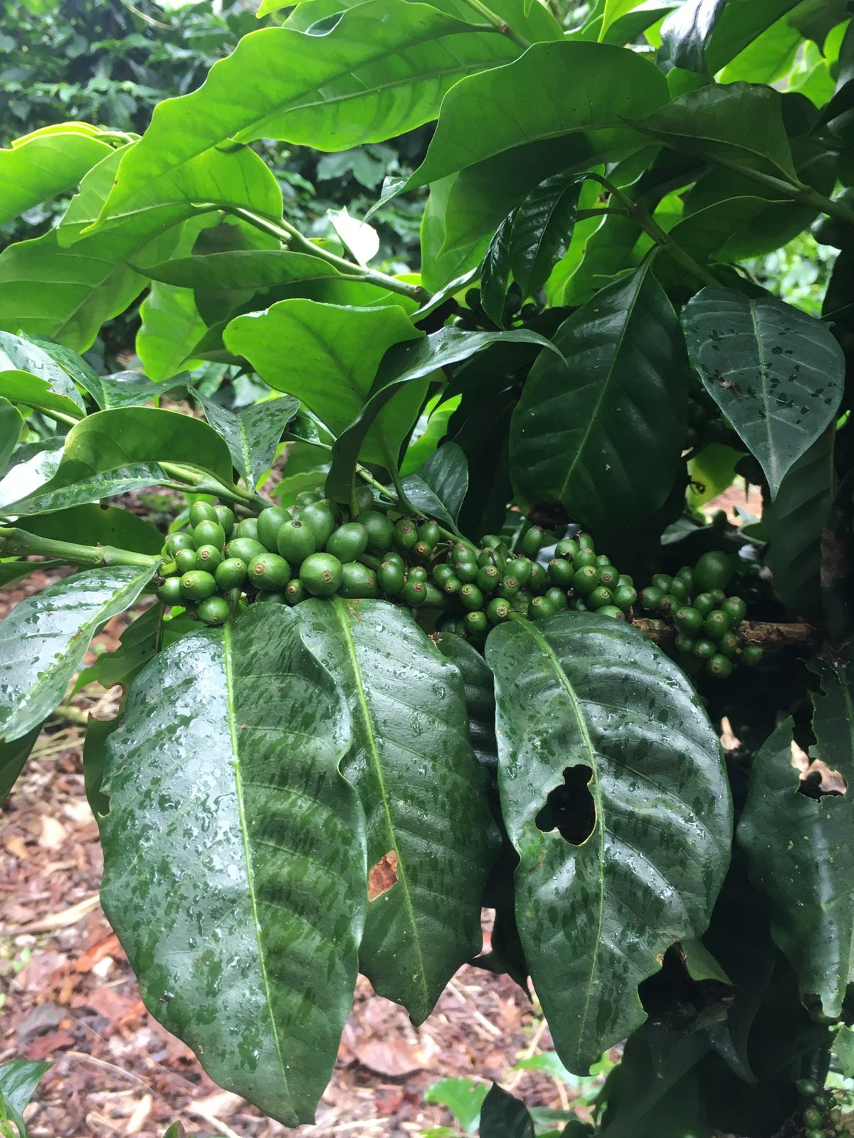 Coffee Beans on Hole 8