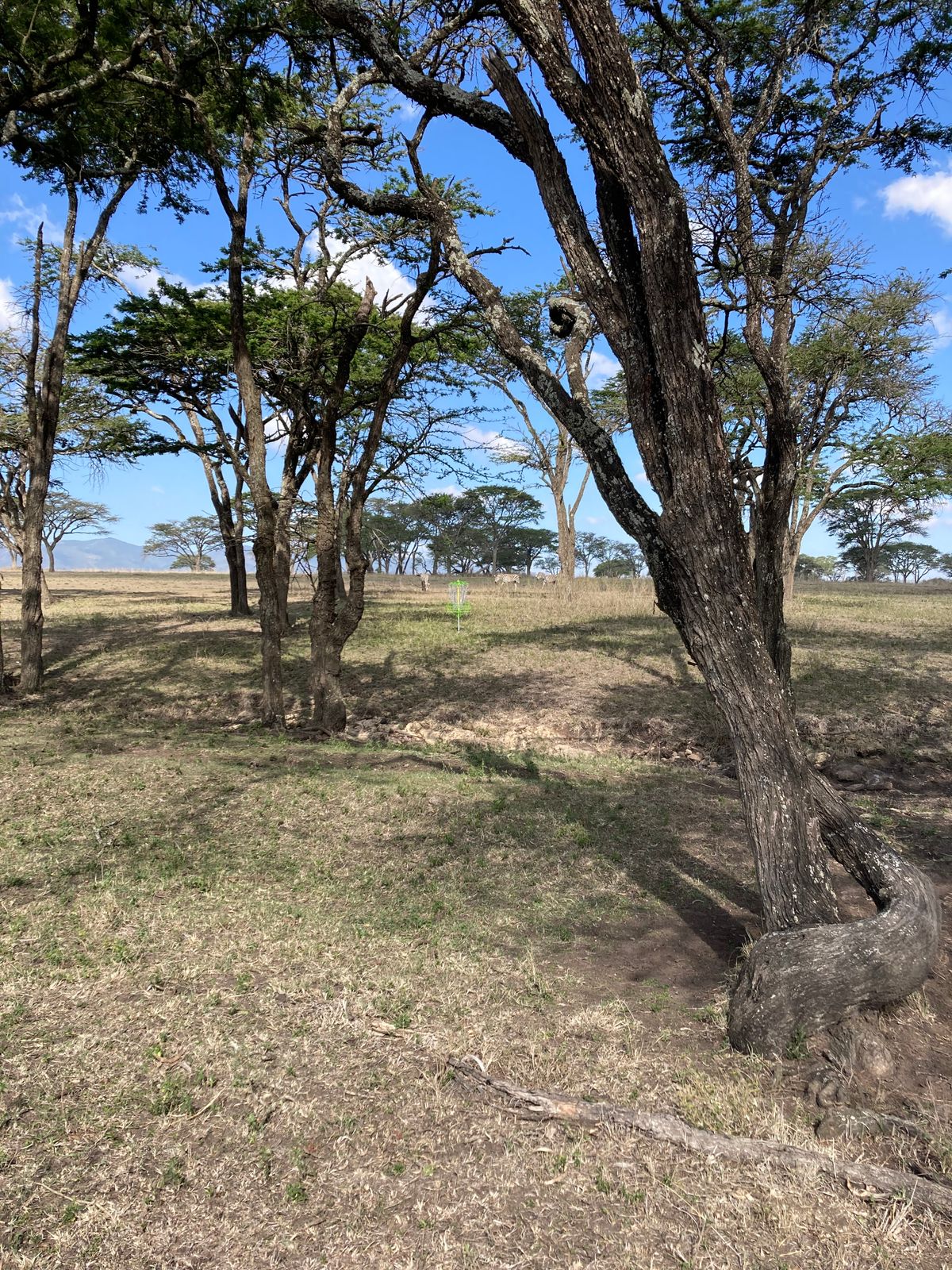 Hole 15 with zebras passing by.