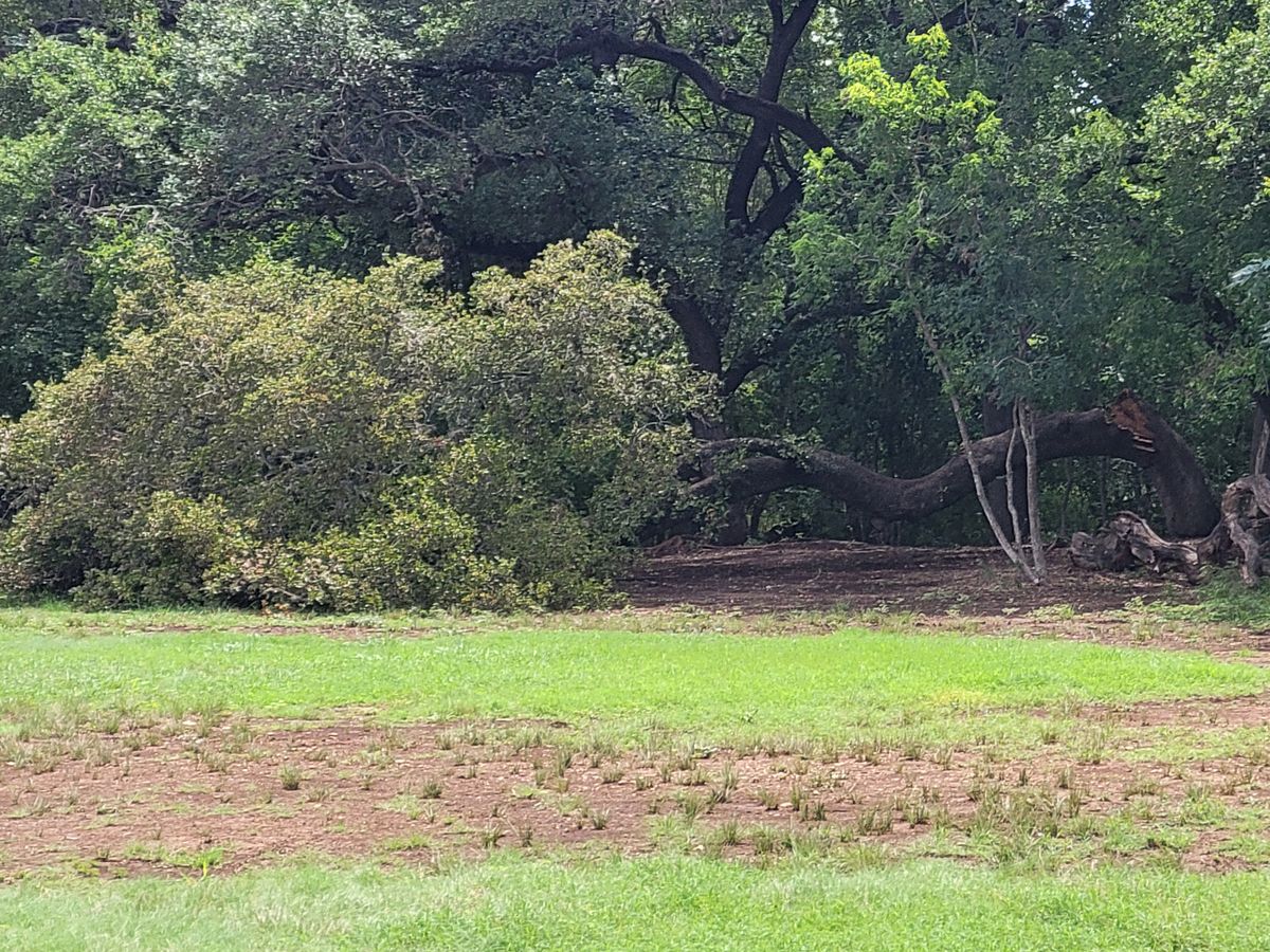 Tree down on 19.