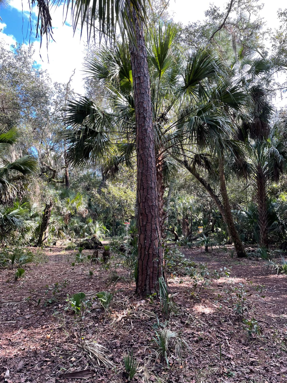 Hole 4 fairway