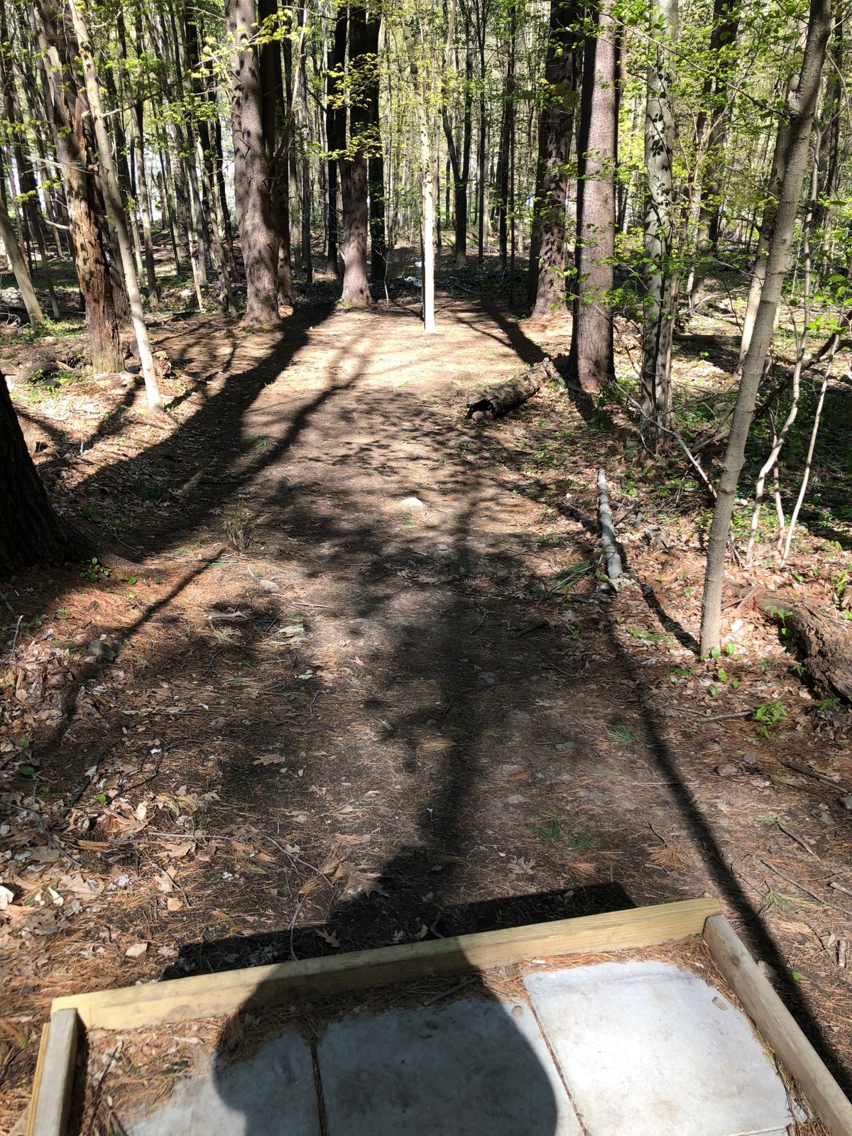 Hole 4: Basket behind middle tree