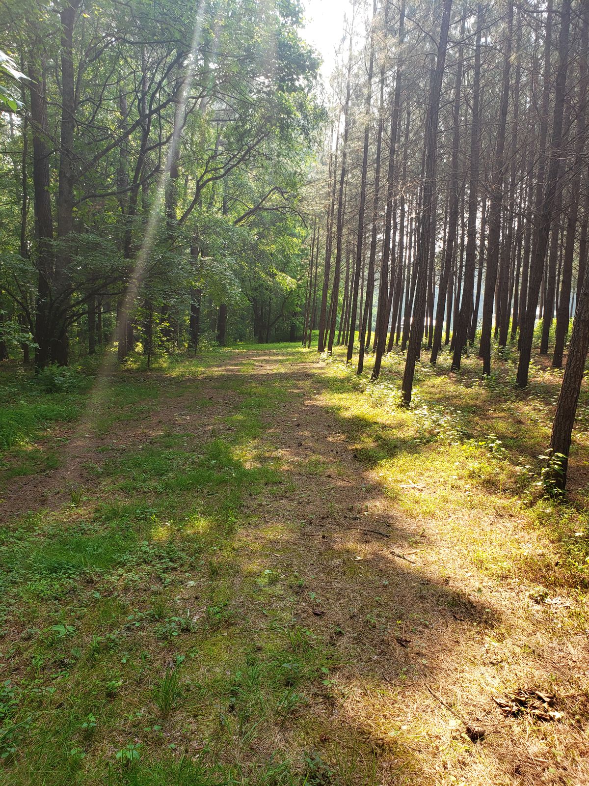 Hole 12 from the tee pad. The only par 4 on the course. Throwing into a wide slight tunnel with a dog leg right into a field with a small pond coming into play in the middle of the hole.