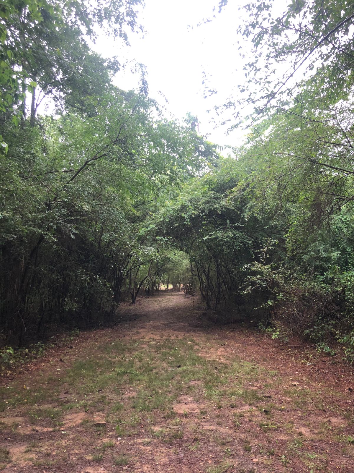 Hole 15